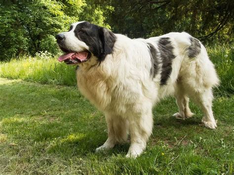 The Big Dog Breeds Top 30 With Photos Pets Feed