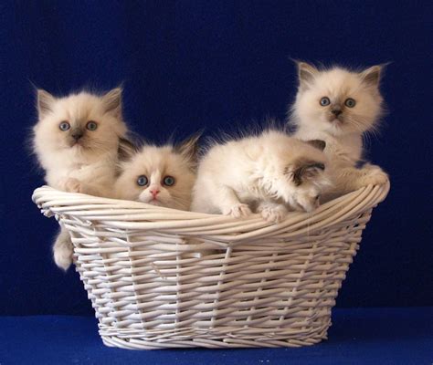 Funny Wallpapers Hd Wallpapers Desktop Wallpapers Cute Kittens In A Basket