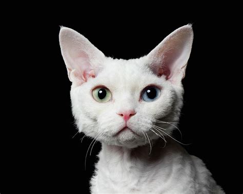 Odd Eyed Catdevon Rex Photograph By Ultraf