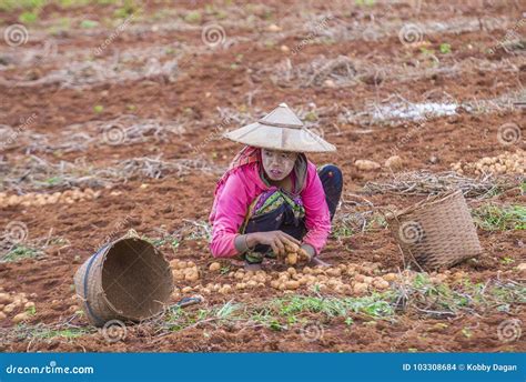 Burmese Farmer In Myanmar Editorial Stock Image Image Of Rural 103308684