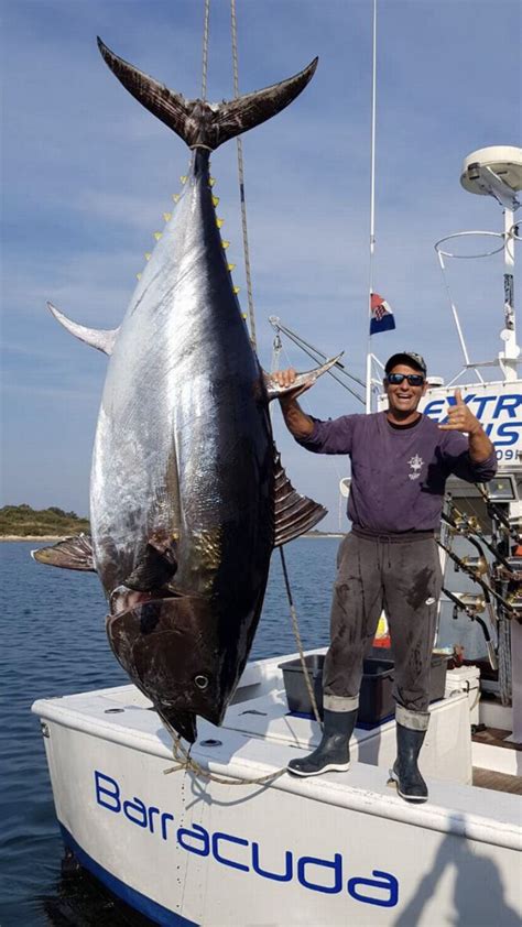 24 янв 2019832 570 просмотров. The Largest Adriatic Tuna Caught near Cres | Croatia Times