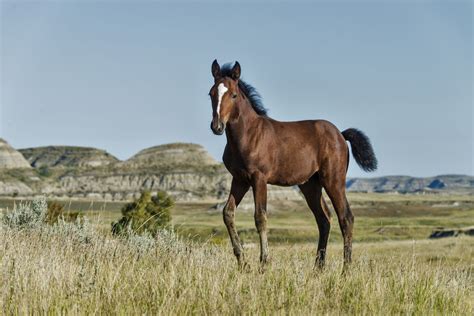 Mustang Horse Breed Profile
