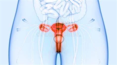 Vrouwelijke Voortplantingsorganen Met Zenuwstelsel En Urineblaas Stock Illustratie