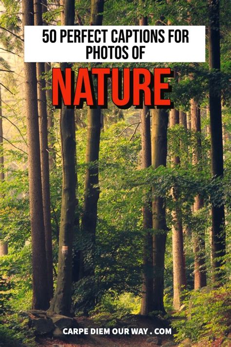 101 Perfect Nature Captions For Instagram Photos Carpe Diem Our Way