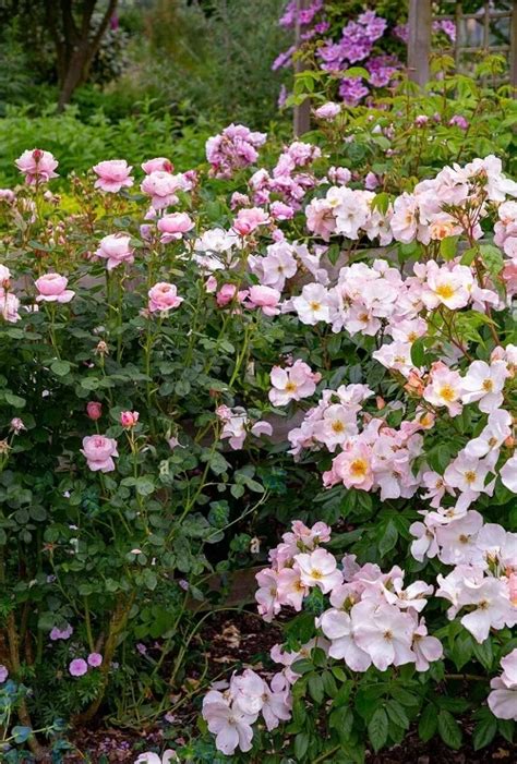 42 Best White Garden Roses Varieties You Must Grow Rose Varieties