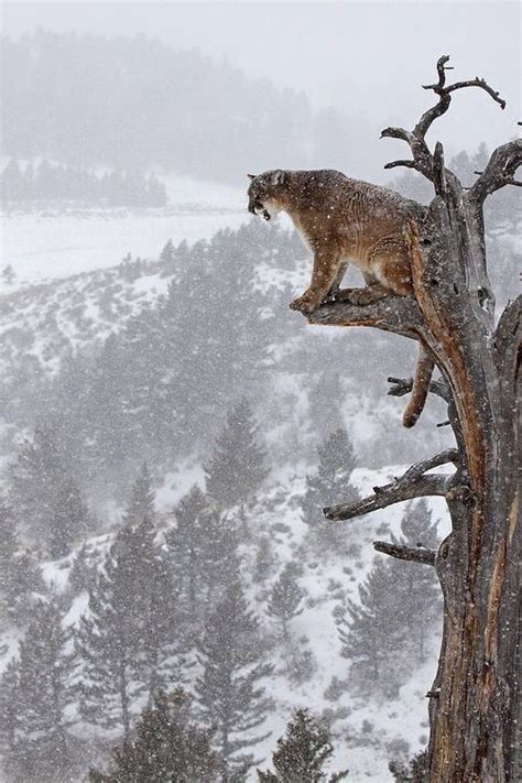 mountain lion in tree Фильм прекрасные создания Товары для животных