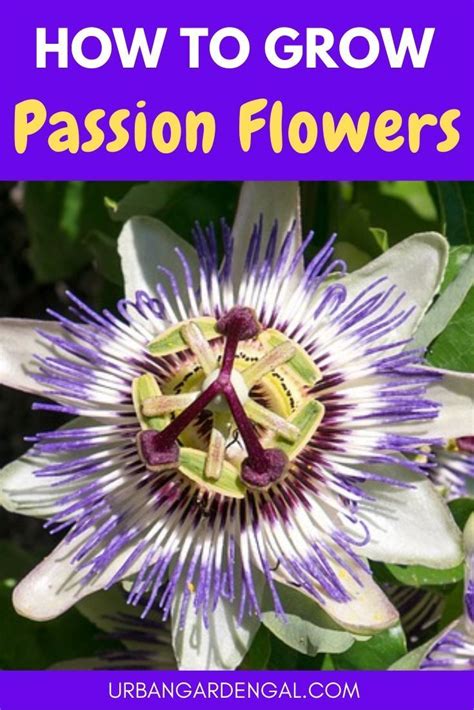 How To Grow Passion Flowers These Are My Best Tips For Growing