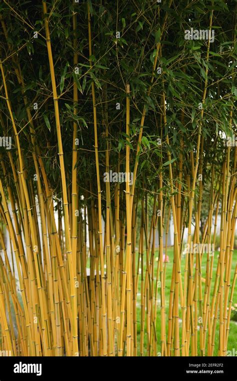 Peering Through Bamboo Trees Hi Res Stock Photography And Images Alamy