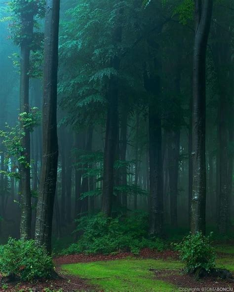 A Foggy Forest In Romania Fantasy Landscape Foggy Forest Nature