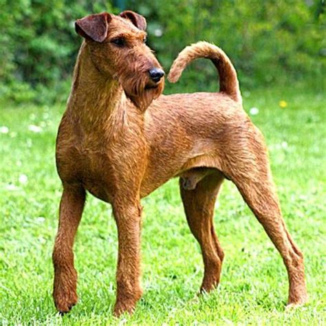 Irish Terrier 5 Dog Breeds Irish Terrier Dogs