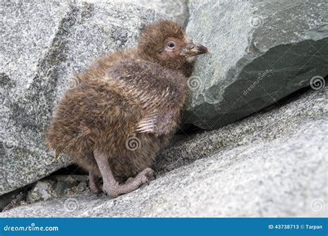 Downy Chick Snowy Sheathbill Sitting On The Rocks Stock Image Image