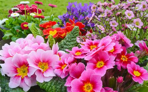 Park Primrose Color Flowers Flowerbed Flowers Wallpapers 2560x1600