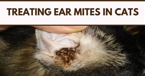 Treating Ear Mites In Cats Cat Ear Mites Solution Pet Clever