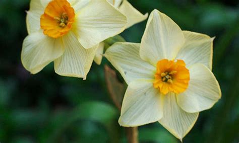Narcissus Flowers Care For Daffodils And Jonquils