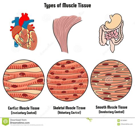 Can anyone find me a label diagram of a smooth muscle cell? Types Of Muscle Tissue Of Human Body Diagram Stock Vector - Illustration of body, diagram: 92185861