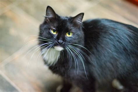 Cat For Adoption Prime Rib A Domestic Long Hair In Stafford Va