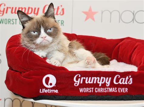 Meet Concerned Kitten The Grumpy Cat Rival Taking The