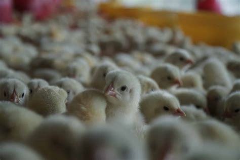 Kebutuhan Pakan Ayam Broiler Per 100 Ekor Sampai Pane