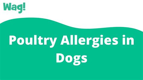 What Are The Symptoms Of Chicken Allergy In Dogs