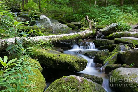 Fallen Moss Covered Tree And Rocks In Green Forest With Stream