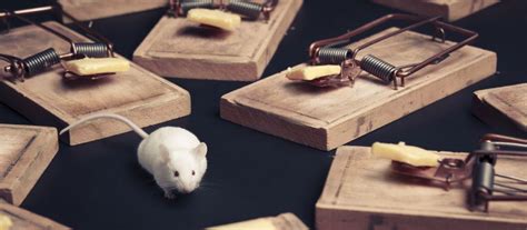 Animal Removal Types Of Mouse Traps Animal Remover