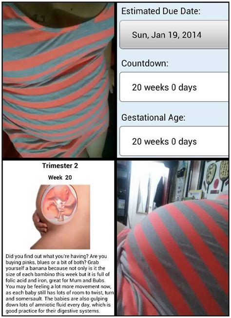 Belly Bump 20 Weeks Belly Bump 20 Weeks Pregnant Gestational Age
