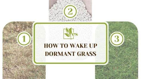 How To Wake Up Dormant Grass Nine Steps To Activate Evergreen Seeds
