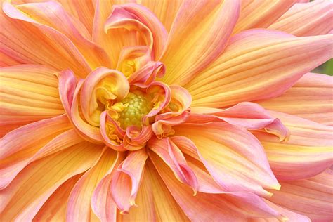 Yellow And Pink Petaled Flower Dahlia Hd Wallpaper Wallpaper Flare