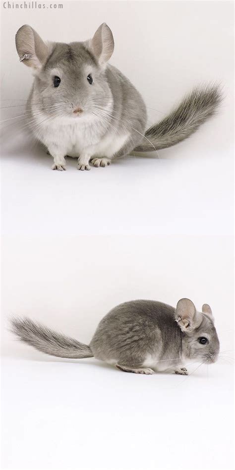 Meet the seller and pet in person. Chinchilla or related item offered for sale or export on ...
