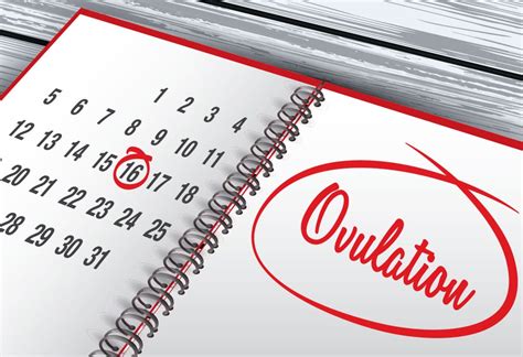 Bei einem regelmäßigen menstruationszyklus von 28 tagen findet er also ungefähr am 14. ᐅ Eisprung - Kennen Sie die häufigsten Anzeichen und Symptome