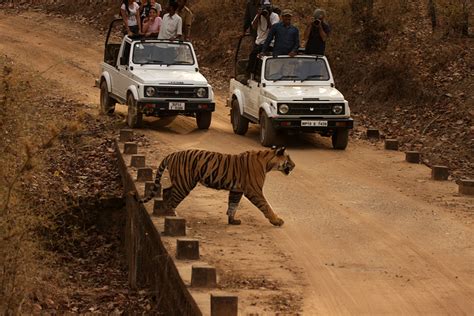 Wildlife Safari Holiday Tour Packages In India And Nepal