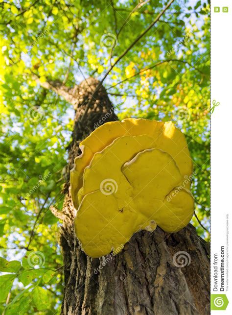Yellow Fungus On A Tree Stock Photo Image Of Sulphur 77515288