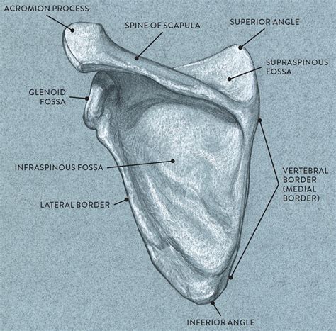 Structure Of Scapula Anatomy