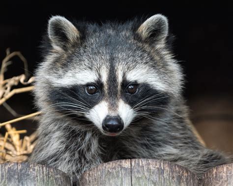 Animal Raccoon Hd Wallpaper