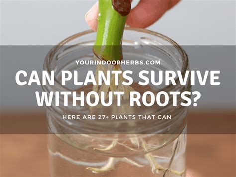 Can Plants Survive Without Roots Herbs Veggies And Houseplants