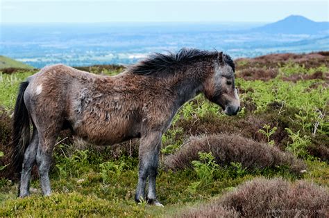 Wild Welsh Ponies On The Shropshire Hills Luke Bennett Photography