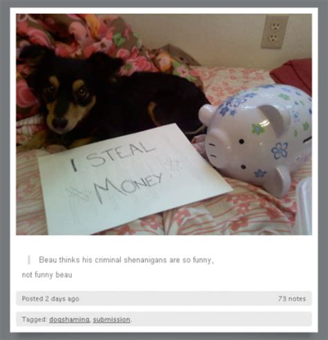Tumblr Of The Day Dogshaming · The Daily Edge