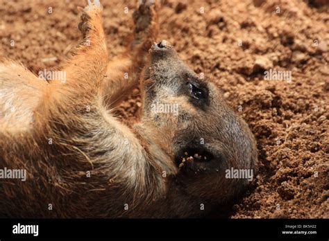 Meerkats Resting And Standing Guard In The Dirt Stock Photo Alamy