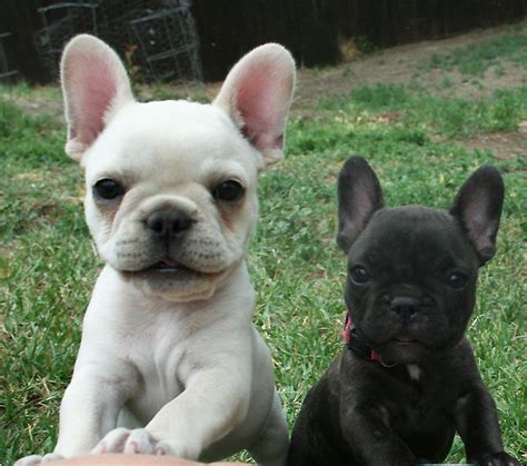 8 Facts About French Bulldogs That Make Them Unique Anguspost