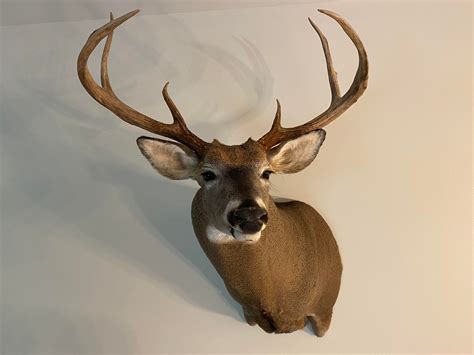 2020 Maine Expanded Archery Deer Rbowhunting