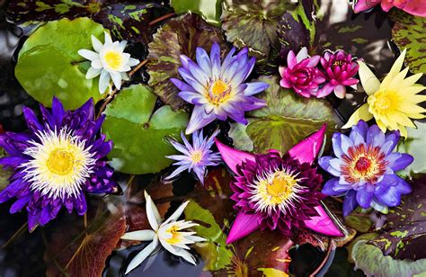 Heres How To Grow Gorgeous Water Lilies In Your Pond Water Lilies