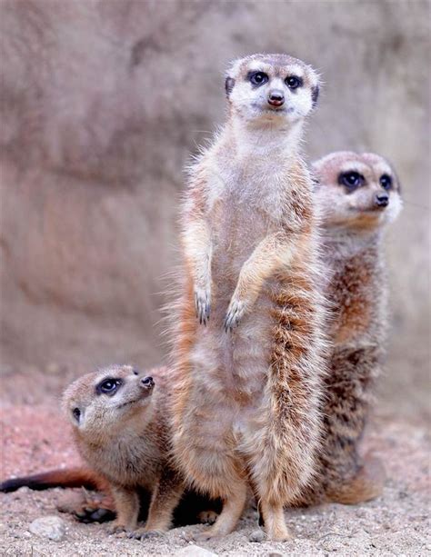 80 Best Meerkats Images On Pinterest Adorable Animals