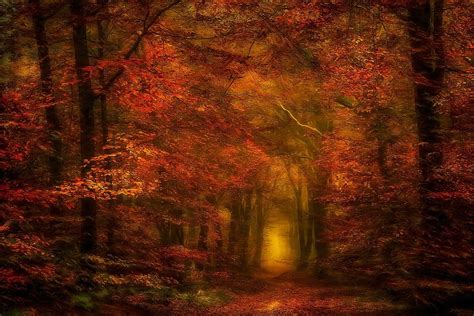 Nature Photography Landscape Forest Fall Path Mist Amber Leaves
