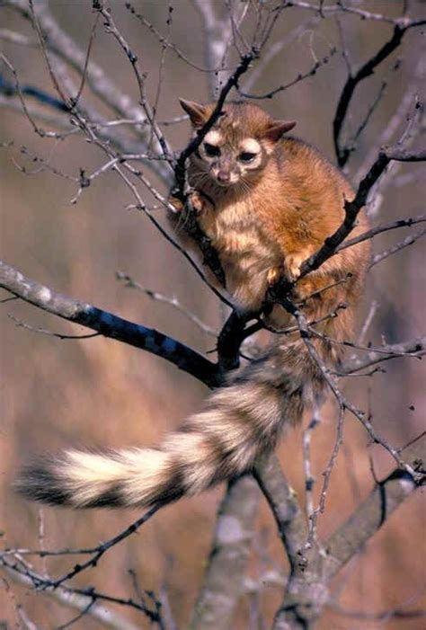 Ringtail Cats Photos Of The Cutest Animal In North America Live