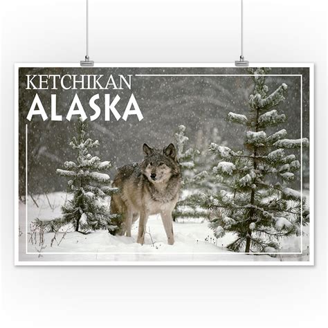 Wolf In Snow Ketchikan Alaska Lantern Press Photography James T