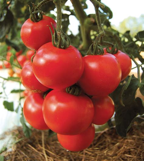 Roni F1 Hybrid Tomato A Comprehensive Guide World Tomato Society