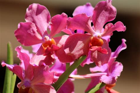 Orchids Flowers Plant Free Photo On Pixabay Pixabay