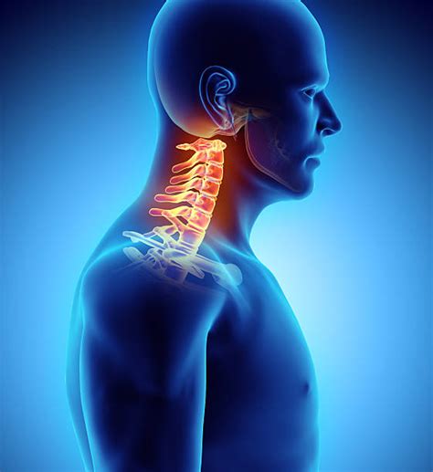 Cervical Vertebrae Stock Photos Pictures And Royalty Free Images Istock