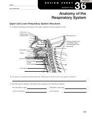 Exercise 36 Anatomy Of The Respiratory System Review Sheet Online Degrees