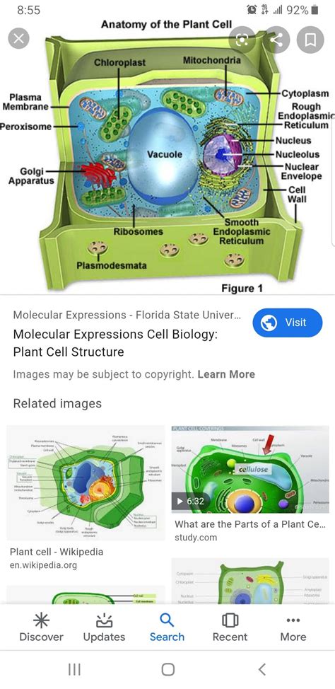 Pin By Sara Rojas On Mia Plant Cell 3d Model Plant Cell Structure
